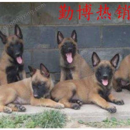 马犬价格狼青犬价格 纯种马犬幼犬养殖场出售