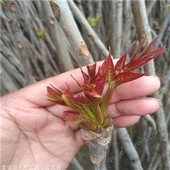 大棚香椿树苗种植技术 国迎厂家 露天红油香椿苗种植时间