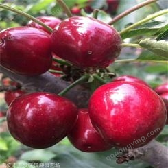 吉塞拉樱桃苗矮化丰产 国迎品种全 俄罗斯8号 福星樱桃苗