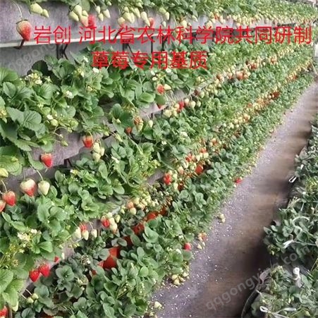 厂家直供草莓种植土营养土 栽培基质土