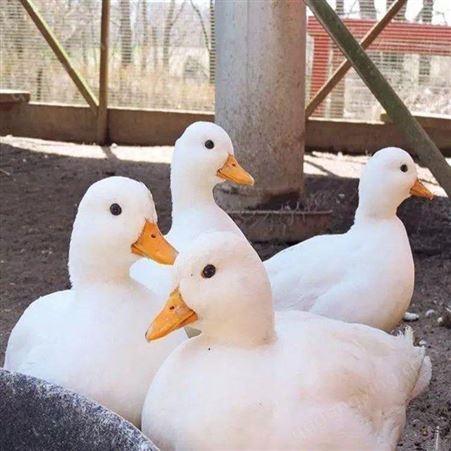 网红宠物科尔鸭价格 科尔鸭图片 通和亚养殖
