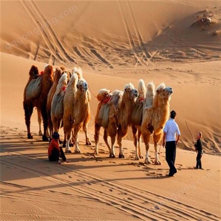 骑乘拍照骆驼养殖 贵州附近有养殖骆驼的吗 价位是怎样的