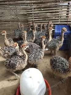 鸵鸟价格 哪里有卖鸵鸟蛋的 鸵鸟养殖场哪里有 出售种鸵鸟活体