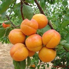 基地大量批发杏树苗 产量高 病虫害少 凯特 金太阳 珍珠油杏等
