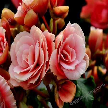 重瓣玫瑰海棠盆栽花卉丽格海棠四季开花海棠苗长寿花带花发货包邮