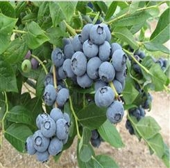大量供应4年蓝莓小苗长期出售兔眼蓝莓小苗批发价格 蓝莓1-6年苗