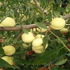 基地批发占地桃树 现挖现卖 保证品种质量 量大从优 优质 桃树苗