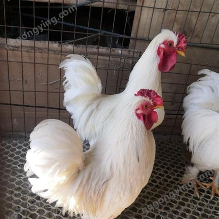 养殖场出售白色双冠元宝鸡 脱温鸡苗 出壳鸡苗厂家批发价格 观赏珍禽养殖销售