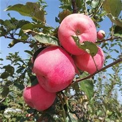 红富士苹果介绍 新鲜苹果代销 代收苹果 产地批发