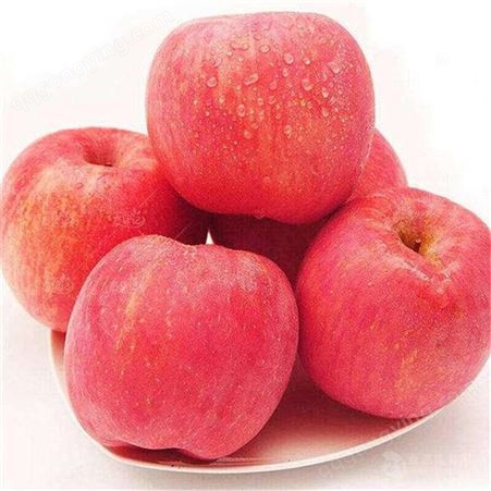 北方红富士苹果 冷库膜代红富士苹果