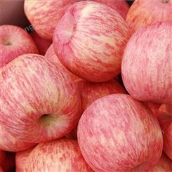 红富士苹果介绍 红富士苹果冷库批发价