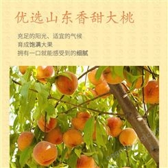 巨鑫源水果黄桃罐头厂家果园直供批发零售