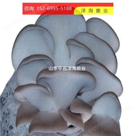 秀珍菇食用菌专业机构  颗粒种 秀珍菇一级种 高温低温菌种