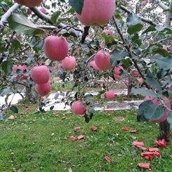 片红苹果 套袋红富士 新鲜水果当季整箱发货 昊昌农产品