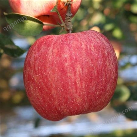 红富士苹果脆甜 大量求购冷库红富士苹果