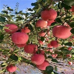 红富士的品种 红富士苹果75-80-90mm冷库苹果