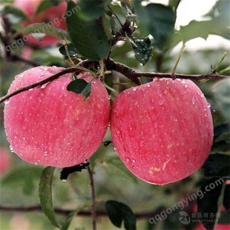 红富士苹果修剪 大量求购冷库红富士苹果