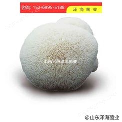 济南猴头菇 猴头菇3003号  质量优 蘑菇