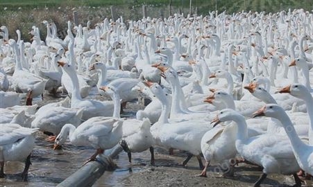 原野集团 养殖场活体东北大白鹅养殖大量供应 养殖家禽