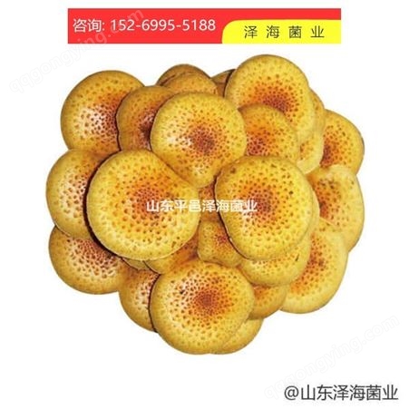 黄伞蘑菇 黄伞菇 品种  质量优