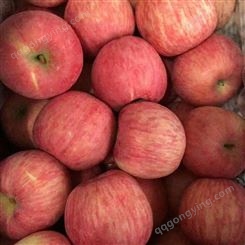 红富士苹果采摘时间 红富士苹果冷库批发价
