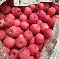 红富士苹果套袋 红富士苹果冷库贮存温度