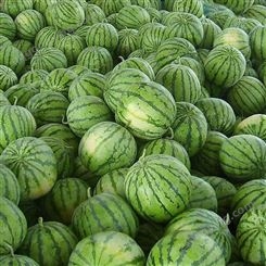 大量供应甜王西瓜 老挝西瓜 双红瓤西瓜 农产品供应
