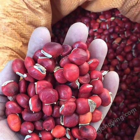 江西鄂西红豆种子价格 2020年新种子价格 优质鄂西红豆种子