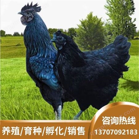 兴农 自营农场出品 纯粮养殖 五黑绿壳蛋土鸡