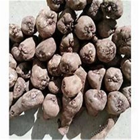 魔芋种子行情 基地提供技术指导 花魔芋种子 长期稳定供应