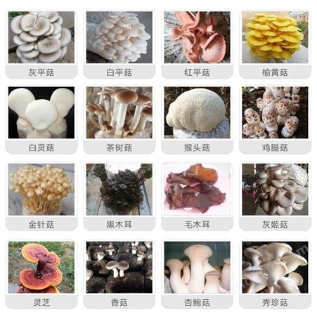 优质白灵菇菌种 颗粒母种 一级种斜面种 绿色有机 泽海菌业