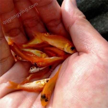 淡水鱼厂家 红色鲤鱼 食性较杂 易繁殖 单亩产量好 生长快速
