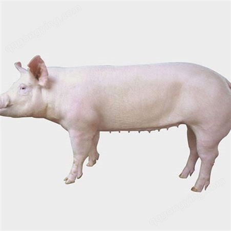 10公斤猪仔价格 三元猪仔 昊昌 量大优惠