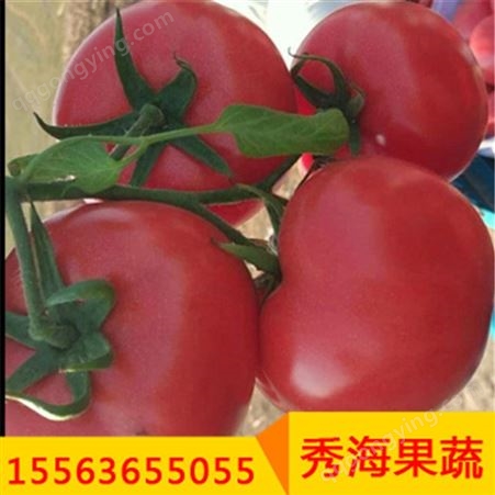 高产西红柿硬粉状元番茄种子 荷兰引进一代杂交无限生长 现拍现摘