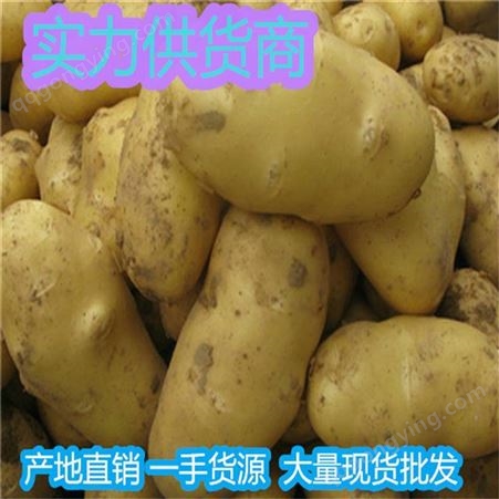 山东省马铃薯批发价格 绿色马铃薯种植基地 昊昌农产品