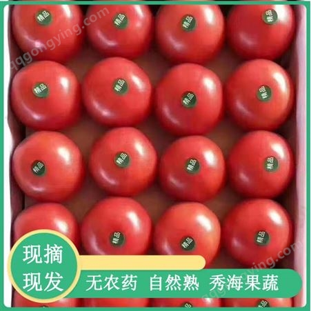 山东西红柿种苗 秀海果蔬 抗灰霉山东西红柿 订购销售