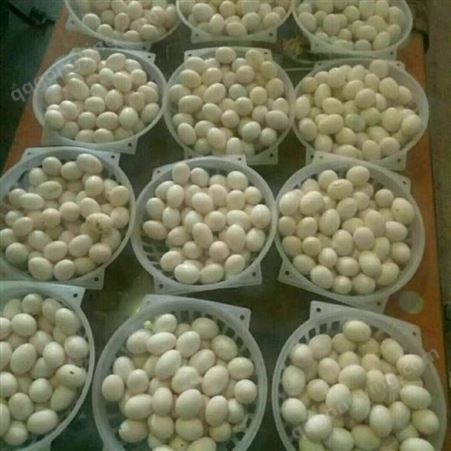 批发农家绿壳鸡蛋 绿壳土鸡蛋现货 兴农种禽 鸡蛋量大从优 土鸡蛋价格