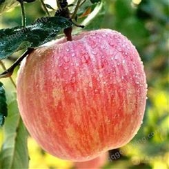 卖红富士苹果 今年存库红富士苹果价格价格