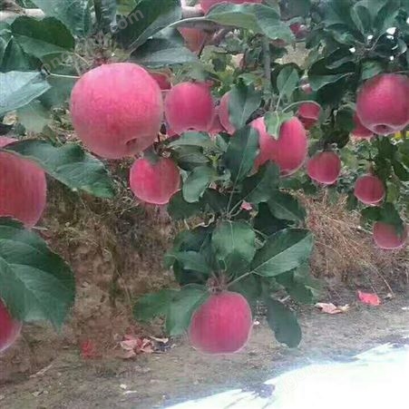冷库苹果 80以上红富士 健康带皮即食果皮鲜红光滑 昊昌农产品