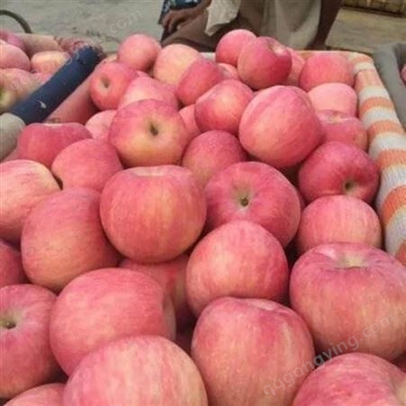 红富士苹果源头 红富士苹果冷库批发价格一斤批发价