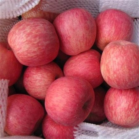 苹果格 红富士苹果优生区价格