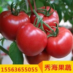 高产西红柿硬粉状元番茄种子 荷兰引进一代杂交无限生长 现拍现摘