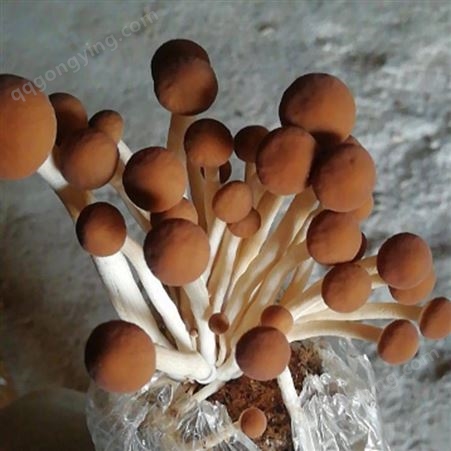 基地直供茶树菇原种 高品质茶树菇菌种定制