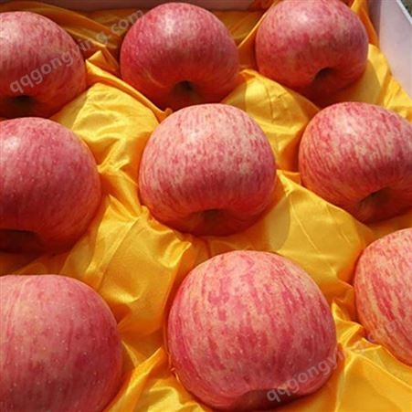 苹果红富士 今年存库红富士苹果价格价格