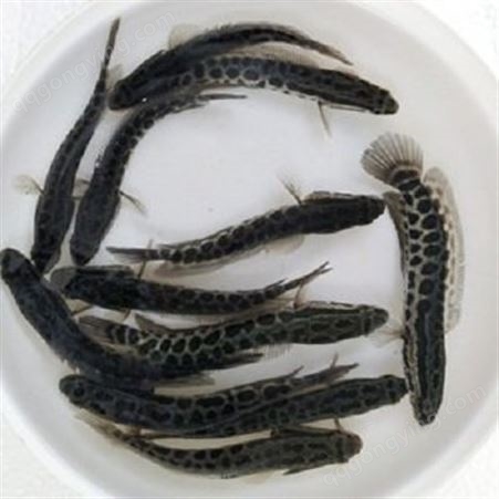 贵州黑鱼苗 ，铭昊渔场大量出售黑鱼苗，品质优