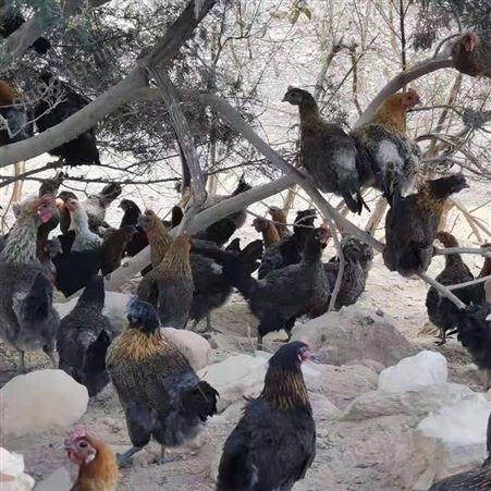 云南鸡苗基地 五黑鸡 脱温孵化 生态养殖 活体出售