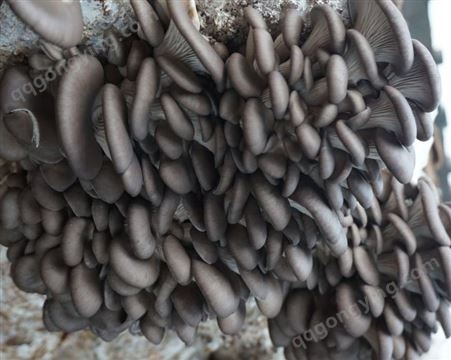 斜面种 灰平菇 食用菌母种一级种颗粒种品质精良 泽海菌业