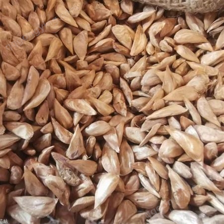 优质雪松种子 进口雪松种子价格 印度雪松种子播种季节