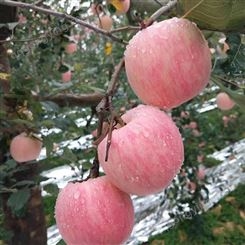 红星苹果 早熟红富士苹果 全程套袋防病虫害侵袭 昊昌农产品
