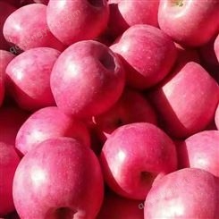 红星苹果 一级红富士 口感酥脆外形圆润 昊昌农产品
